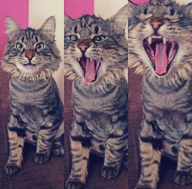 Коты из сети