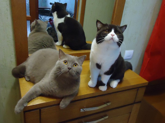 19 шикарных кошек, которые стоят целое состояние
