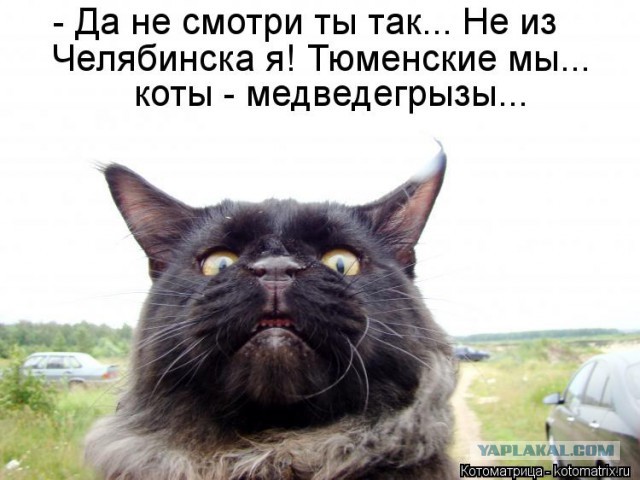 20 злобных животных, которым лучше не переходить дорогу