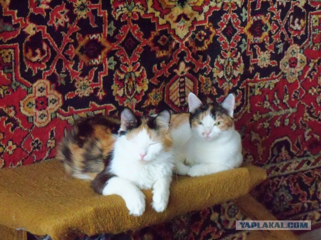 Собака нашла котейку.