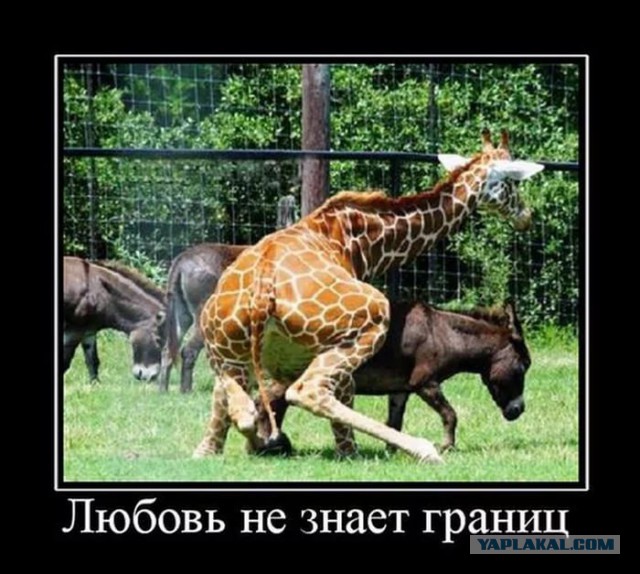 Картинки в черных рамках с подписями