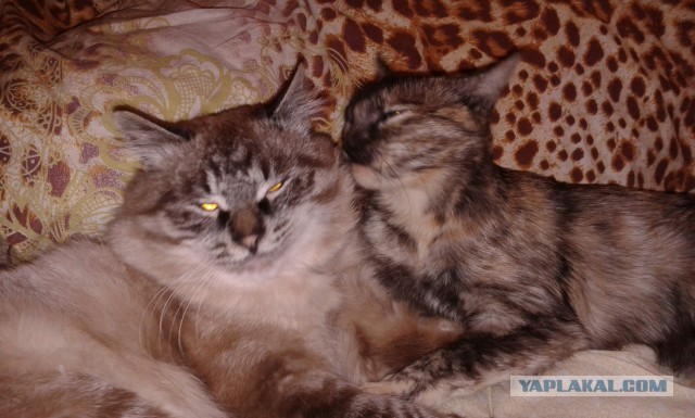 Добрее к кошкам!