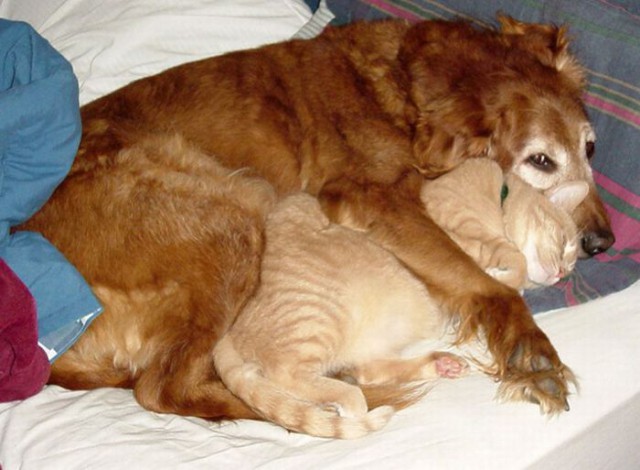 Коты и Кошки