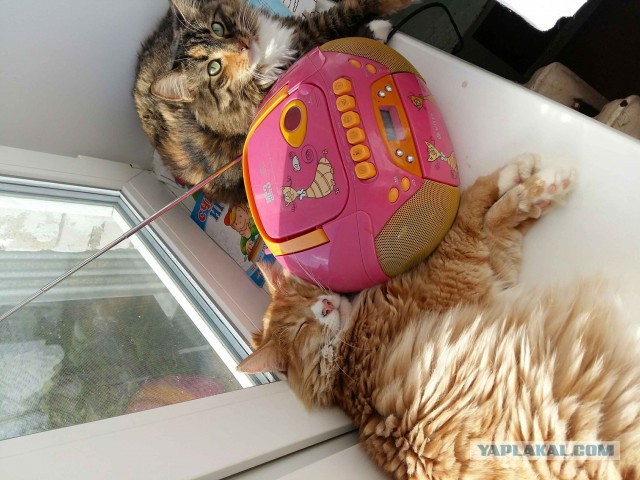 Коты и Кошки