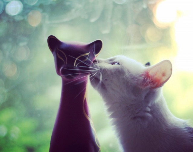 Коты и Кошки