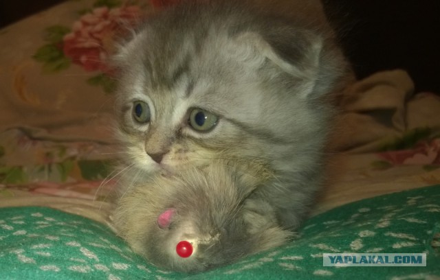 Котовторник 27.02.2018 наступил!