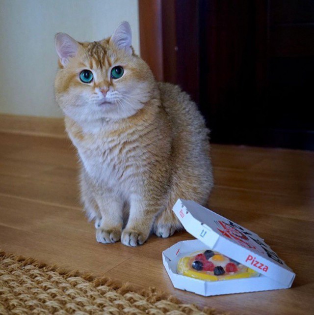 Прикольных котов пост