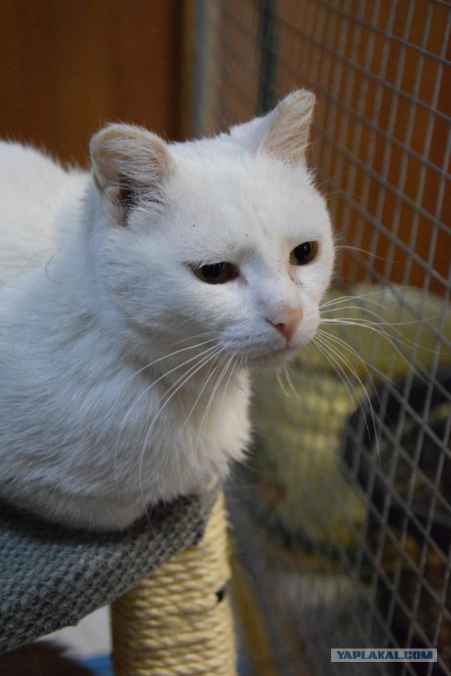 Котовторник 29.5.18