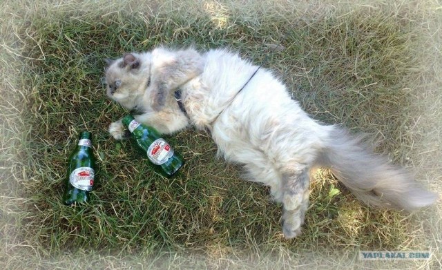 Ура, котовторник! (01.07.2008)