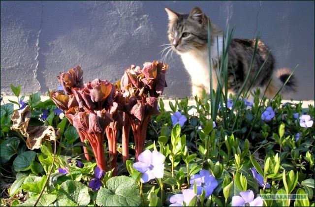 Котовторник, Весна, Цветы!