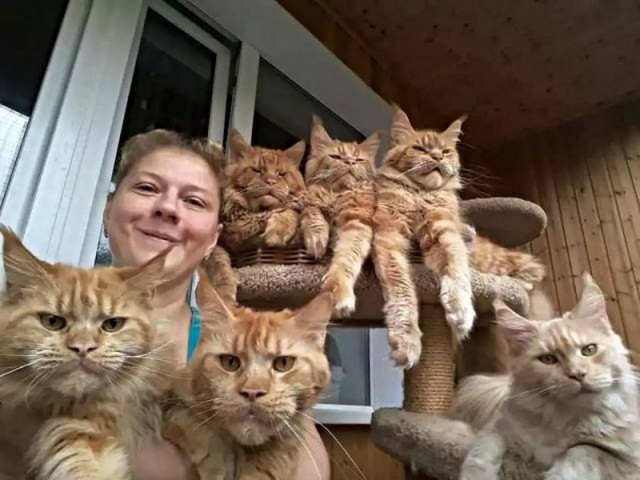 Прикольных котов пост