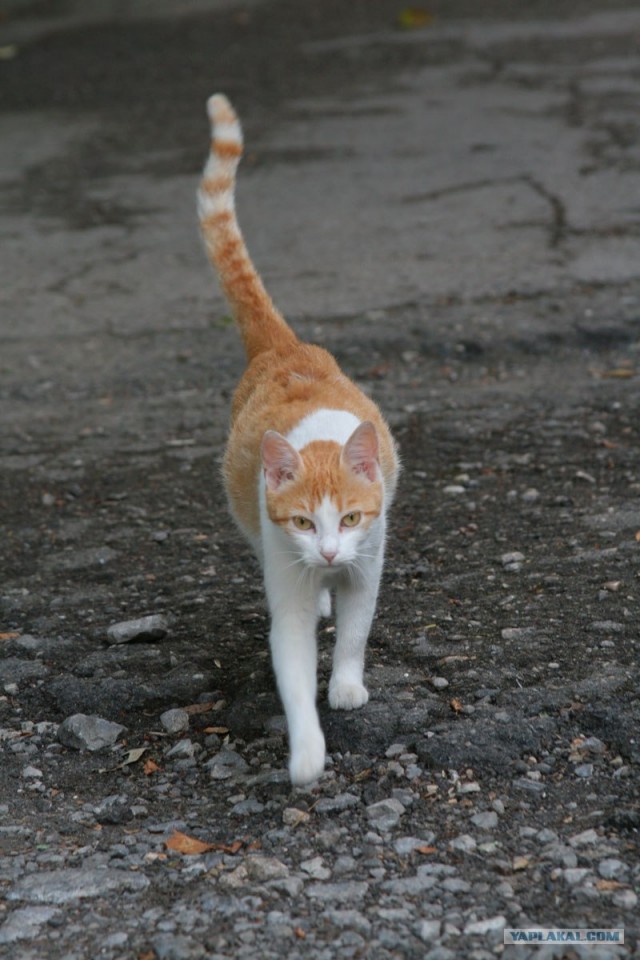 Котовторник - С праздником, котоводы!