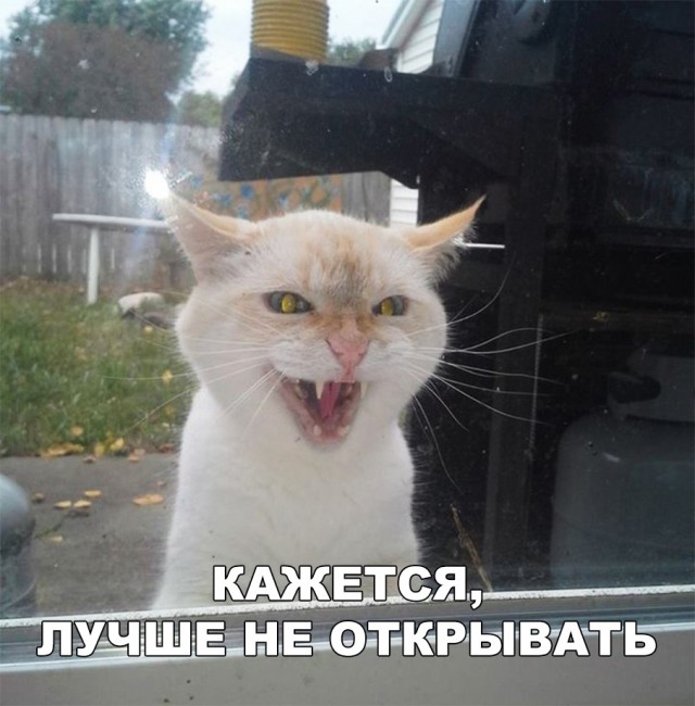 Немного милоты