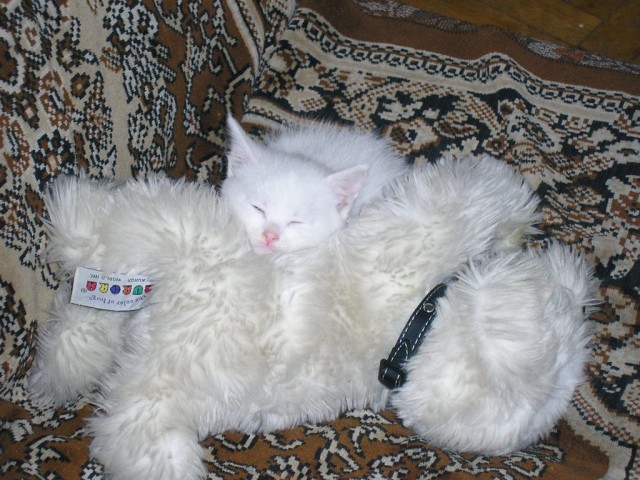 Котовторник уже сегодня!