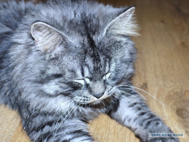 Котовторник!