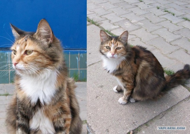 Котовторник объявляется открытым!