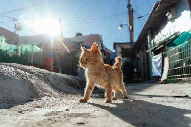 Прикольных котов пост