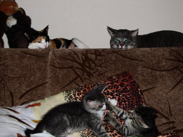Котовторник 13.12.11 - магическе числа