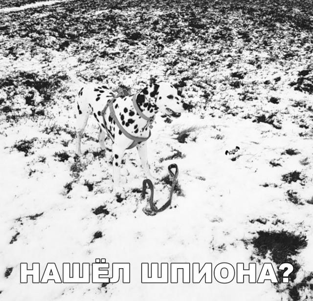 Милые животные. Мимиметр сломался
