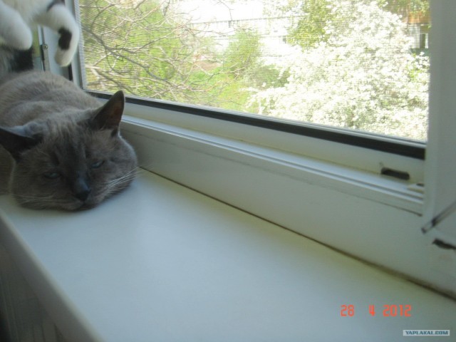Котовторник 1 мая 2012