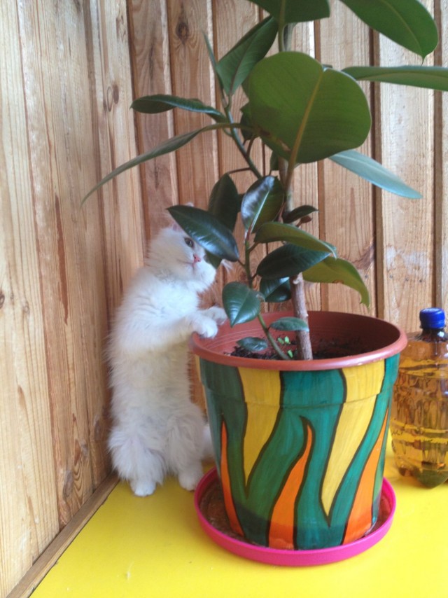 Котовторник  12. 06. 2012