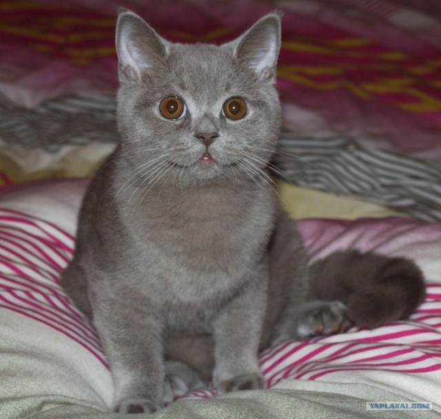 Котовторник 10. 07. 2012