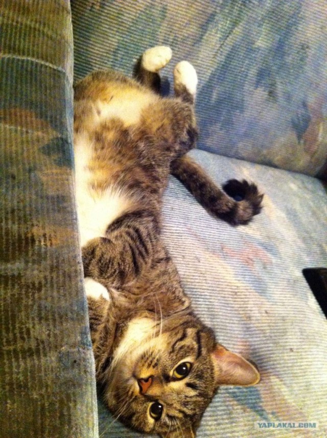 Котовторник  28.08.12