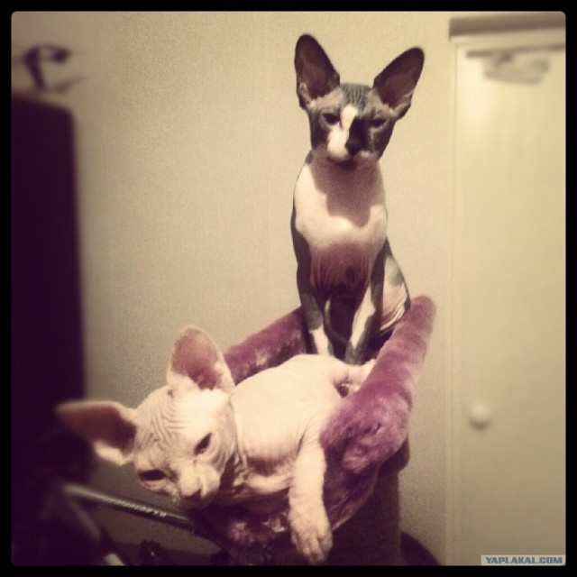 Котовторник  16.10.12