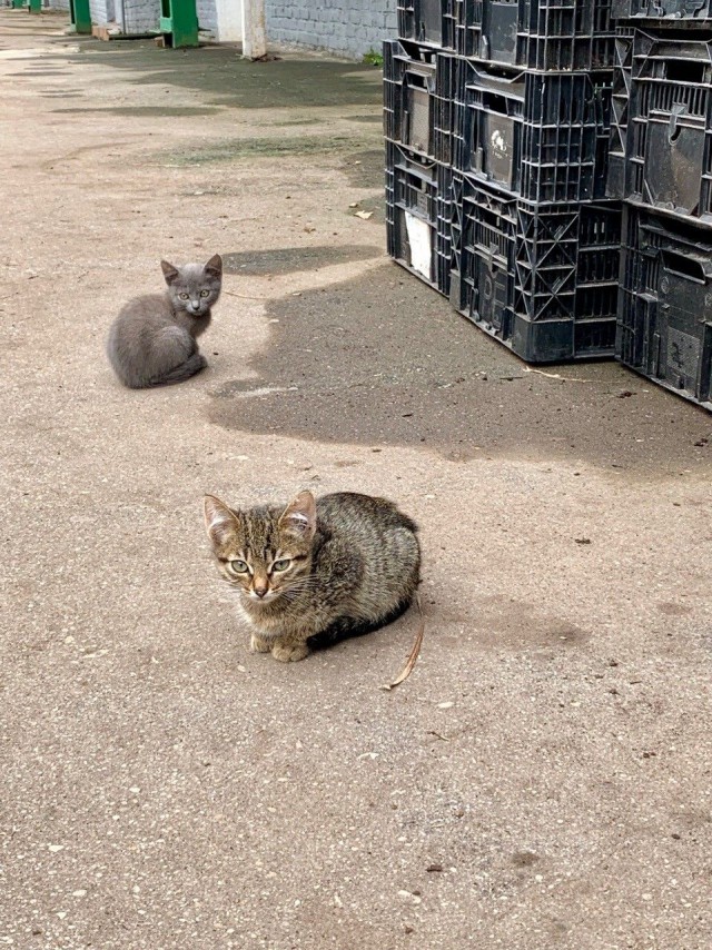 Забавные фото котеек