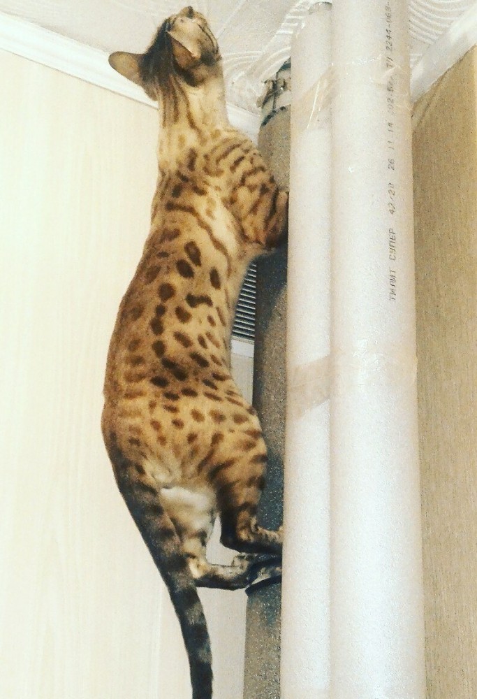 Купание черного кота