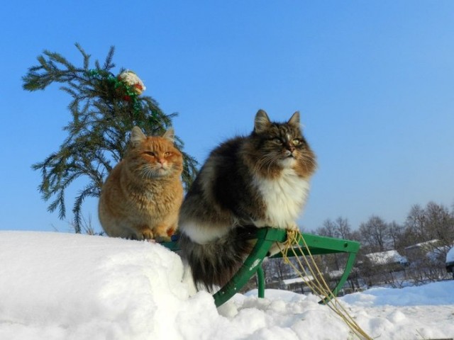 Котовторник *новогодний* 31/12/2019