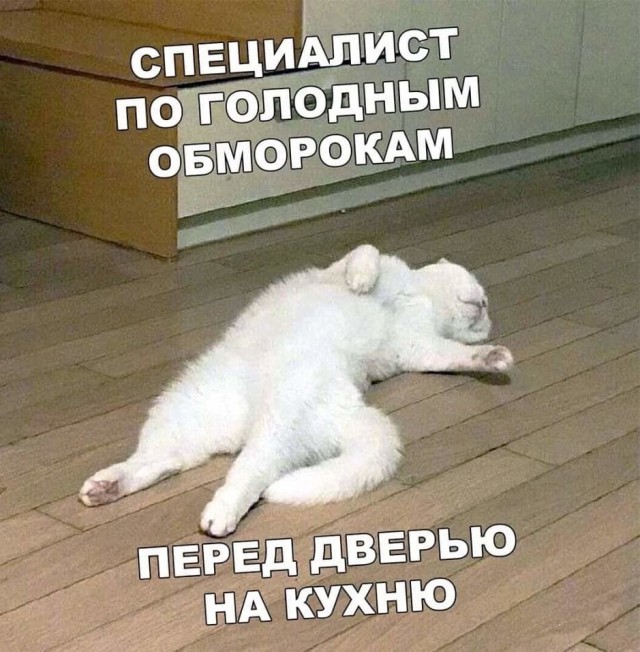 Котики