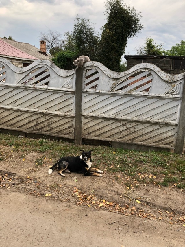 Задорные заборные котэ