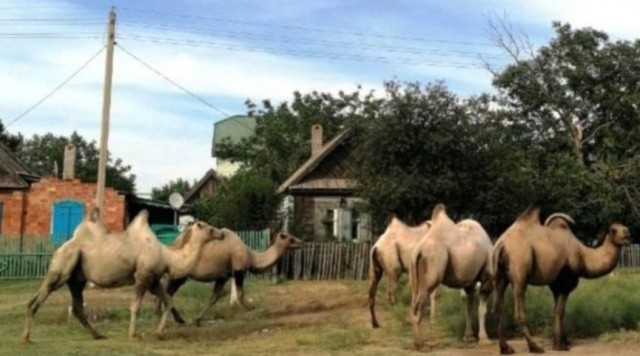 Дикие верблюды держат в страхе жителей трёх поселков под Астраханью