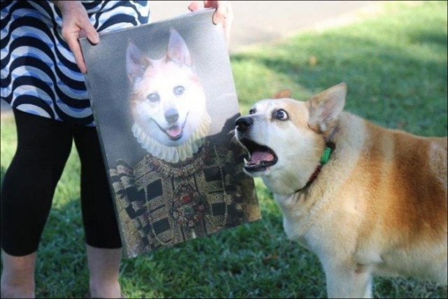 Победители конкурса фотографии Comedy Pet Photo Awards 2020