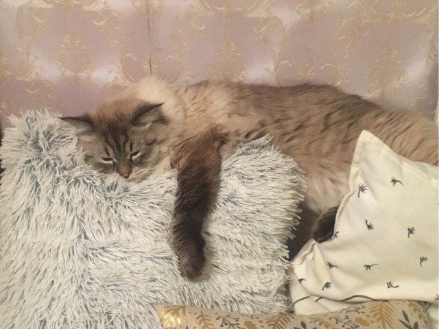 "Приблуда".