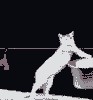 Стирально-машинный кот