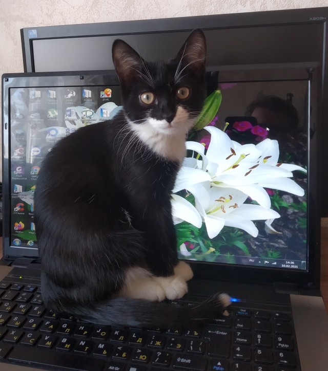 Котовторнику быть!