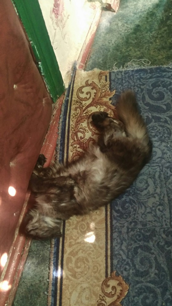 Хоба! Котовторник!