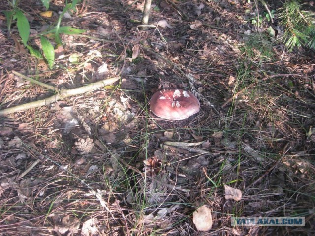 Жизнь домашнего приюта для котеек 355