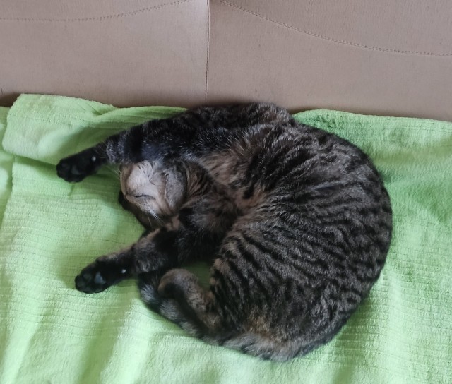 Котовторник 05.10.21 г