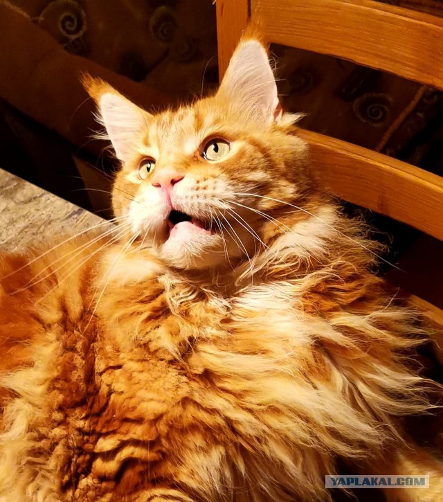 Котовторник