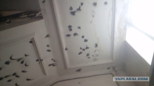 Новогоднее украшение курганской маршрутки вызвало дискуссии в соцсетях "Колхоз!"