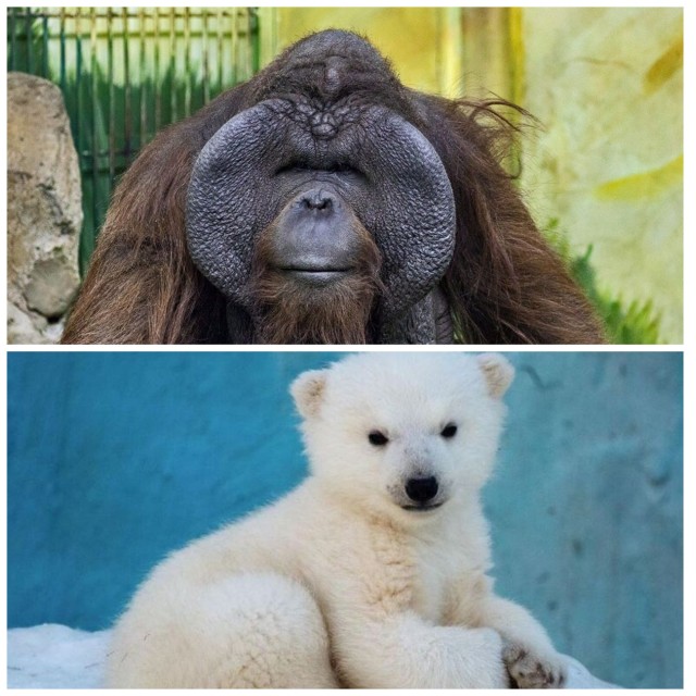 Медвежонок против орангутана: мэрию Новосибирска обвинили в коррупции на выборах новогоднего талисмана города