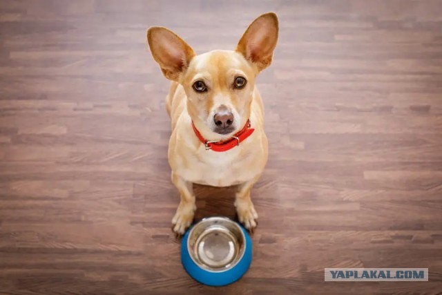 В России возник ажиотажный спрос на корма для домашних животных