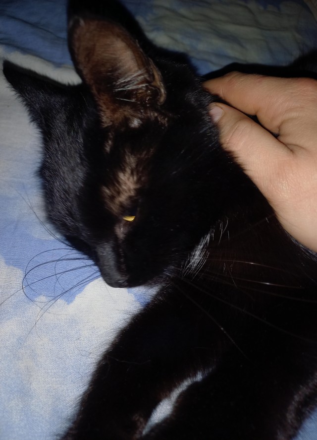 Котовторник вроде.