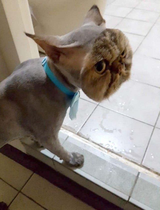Начинающий грумер