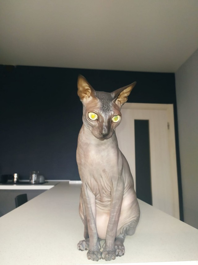 Котовторник 19.07.22