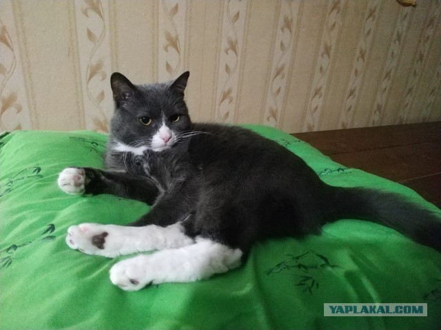 Спасение кота