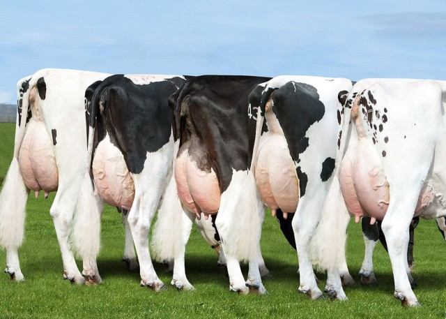 В Калужскую область везут американских коров. Чем не подошли отечественные, власти не поясняют